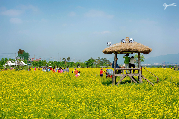 sac-vang-phu-kin-nhung-canh-dong-han-quoc-vao-mua-xuan